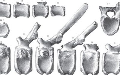Part of Plate XII from Leidy's Cretaceous Reptiles of the United States, showing some vertebrae from Hadrosaurus.