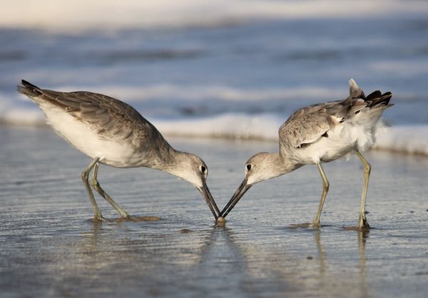Willet Duel Two thumbnail
