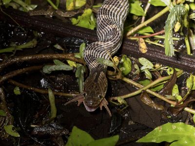 A cat-eyed snake eats a toad in Panama. Many snakes depend on amphibians and their eggs for nutrition.
