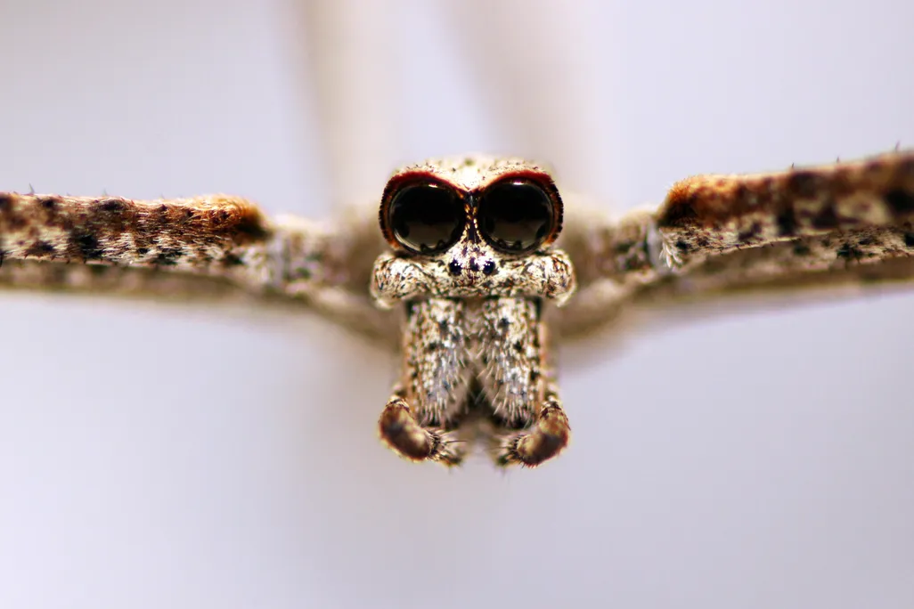 A close up of an ogre-faced spider's face, with large eyes and mandibles