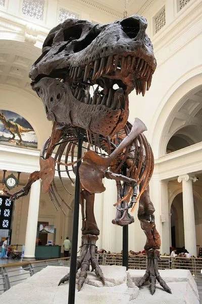 20110520083320Sue-Field-Museum.jpg