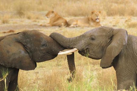 There are only 300,000 African elephants left, down from 1.3 million just 20 years ago. About 100 elephants are killed each day. Here, two elephants enjoy a watering hole in the Serengeti, in September 2009.