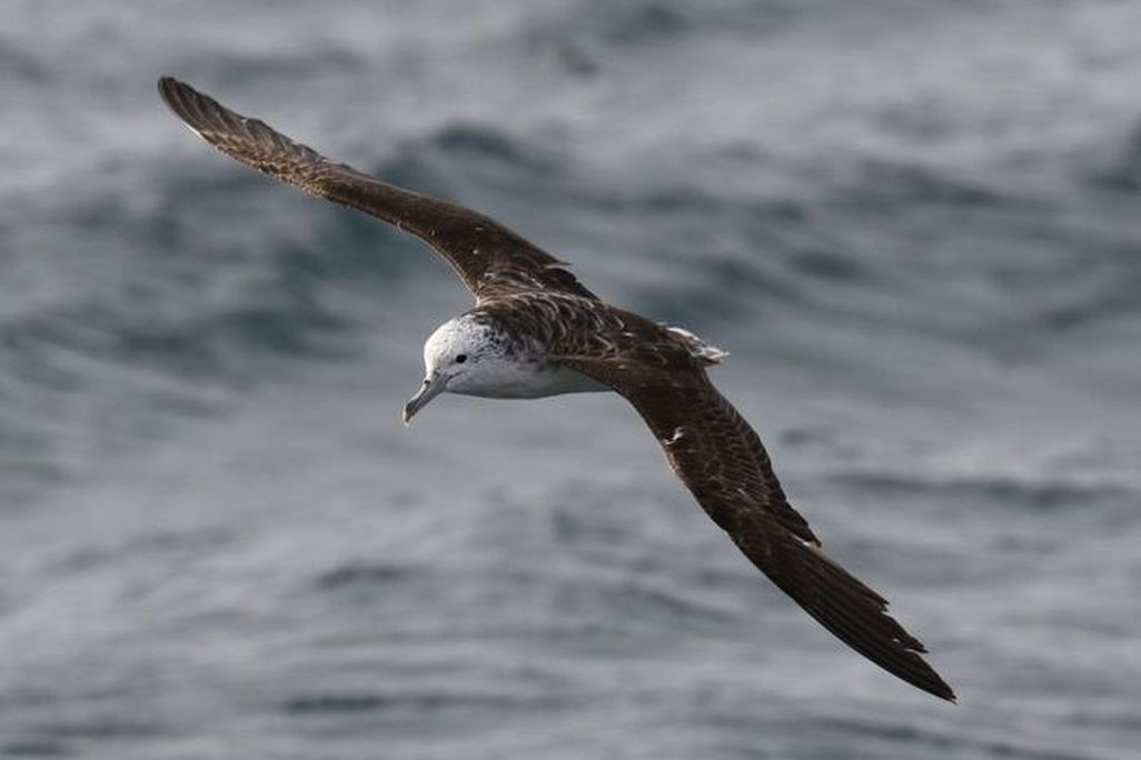 A streaked shearwater