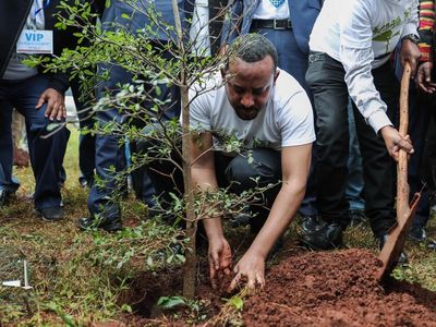 Ethiopian prime minister Abiy Ahmed plants a tree as part of the reforestation project.