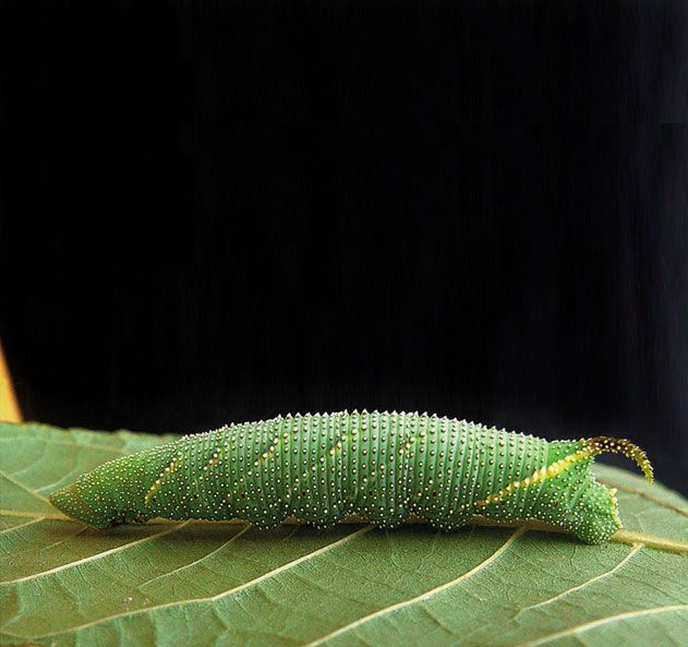 sphinx caterpillar