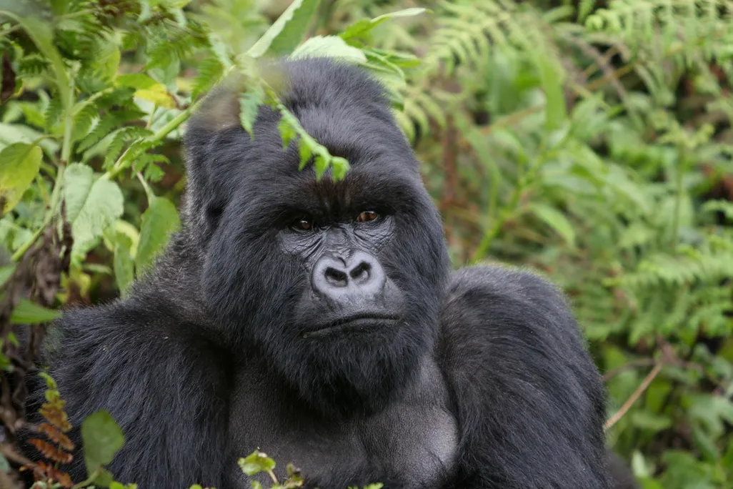 A close photo of a mountain gorilla's face. 