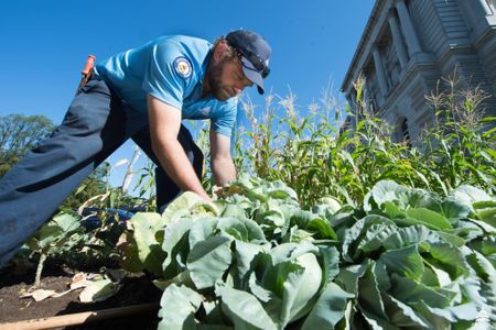 Gardener Rob Gimpel harvests cabbage from the commemorative War Garden.