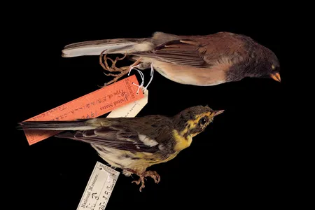 Townsend captured the Oregon dark-eyed junco, above, and the Townsend’s warbler, below, named after him—for now.