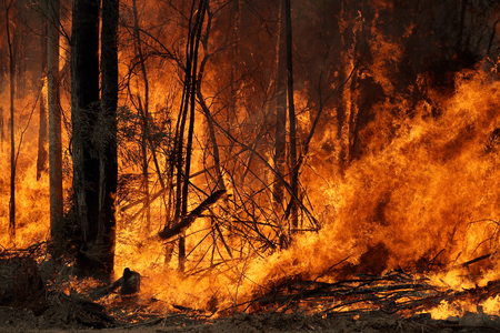 An intentionally lit controlled fire burns intensely near Tomerong, Australia, Wednesday, Jan. 8, 2020, in an effort to contain a larger fire nearby. 