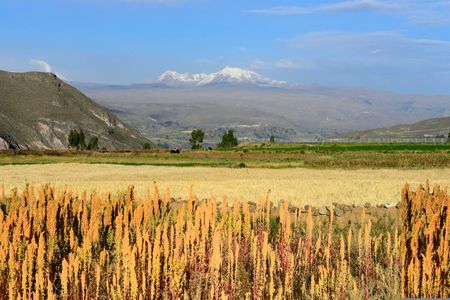 When quinoa prices rise, do quinoa farmers starve? 