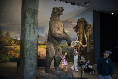 A visitor gazes at a statue of a giant short-faced bear. At around 11 feet tall, the Ice Age animal was the largest carnivorous mammal ever to roam North America.