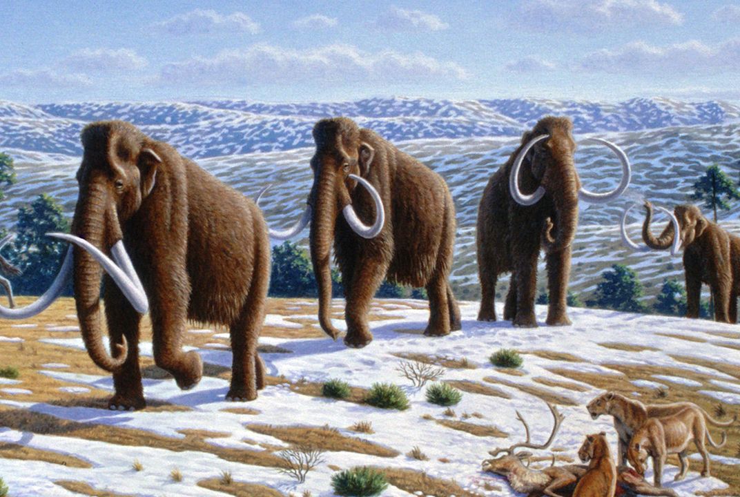 Neanderthal Hunters Probably Didn't Herd Mammoths Off Cliffs ...