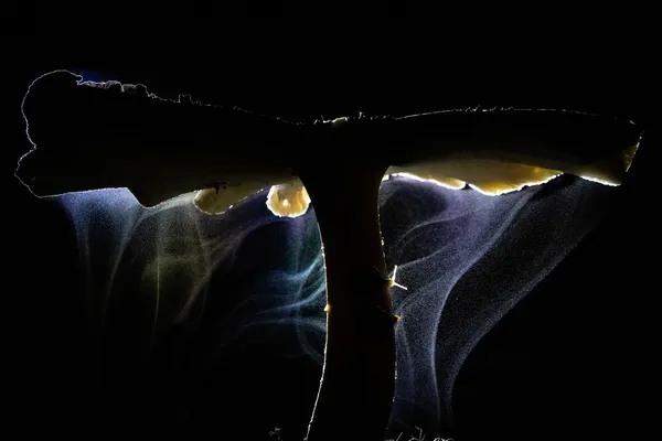 Peek A Boo thumbnail