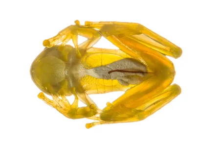 The glass frog's translucent stomach skin offers a window into its internal organs. New research finds this odd seeming trait may help the frogs evade predators.