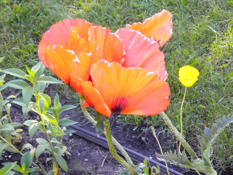 Flower in Yellowstone National Park. Smithsonian Photo Contest