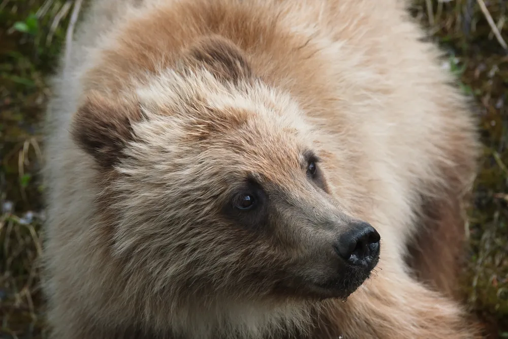 A Grizzly Bear spotted at the Highwood Pass in Alberta.