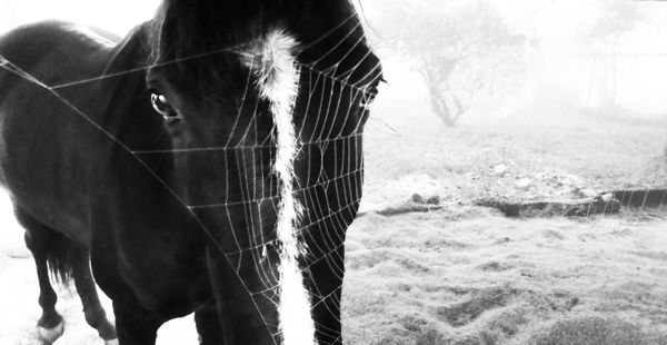 The Horse and the Web thumbnail