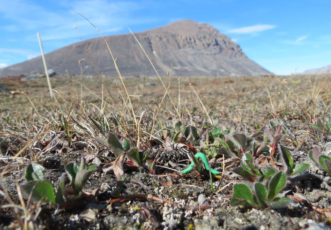 Greenland Caterpillar