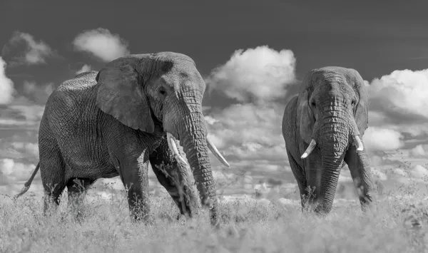 Gentle Giants thumbnail