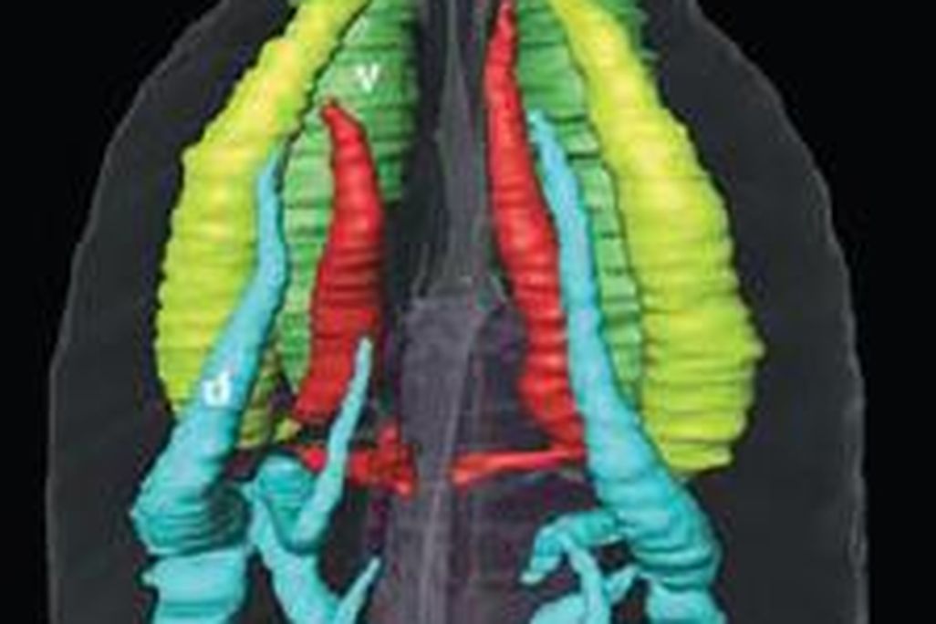 20110520083204alligator-respiratory-system.jpg