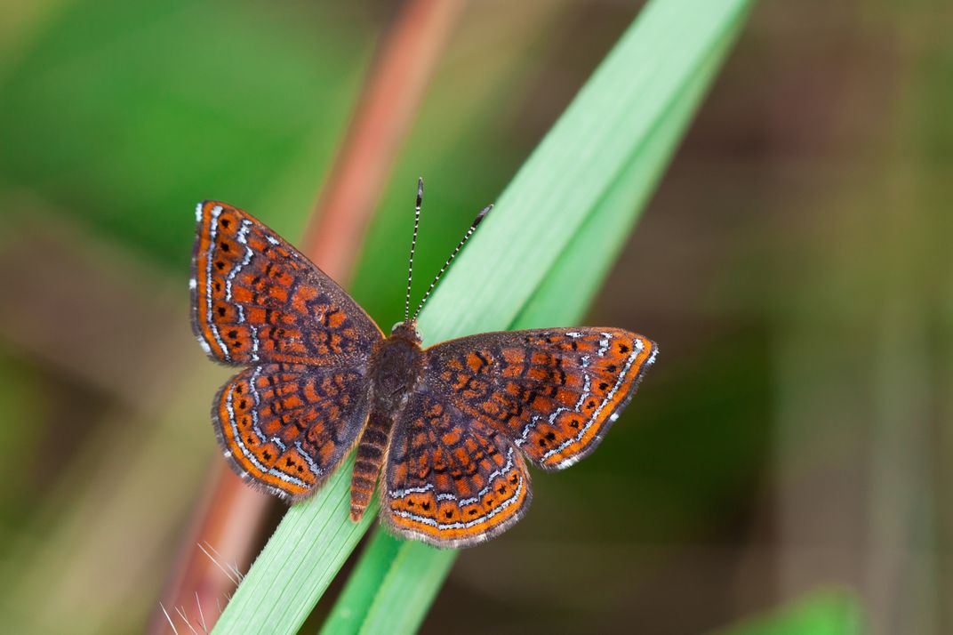Metal Mark butterfly