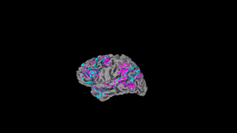 video of a spinning brain