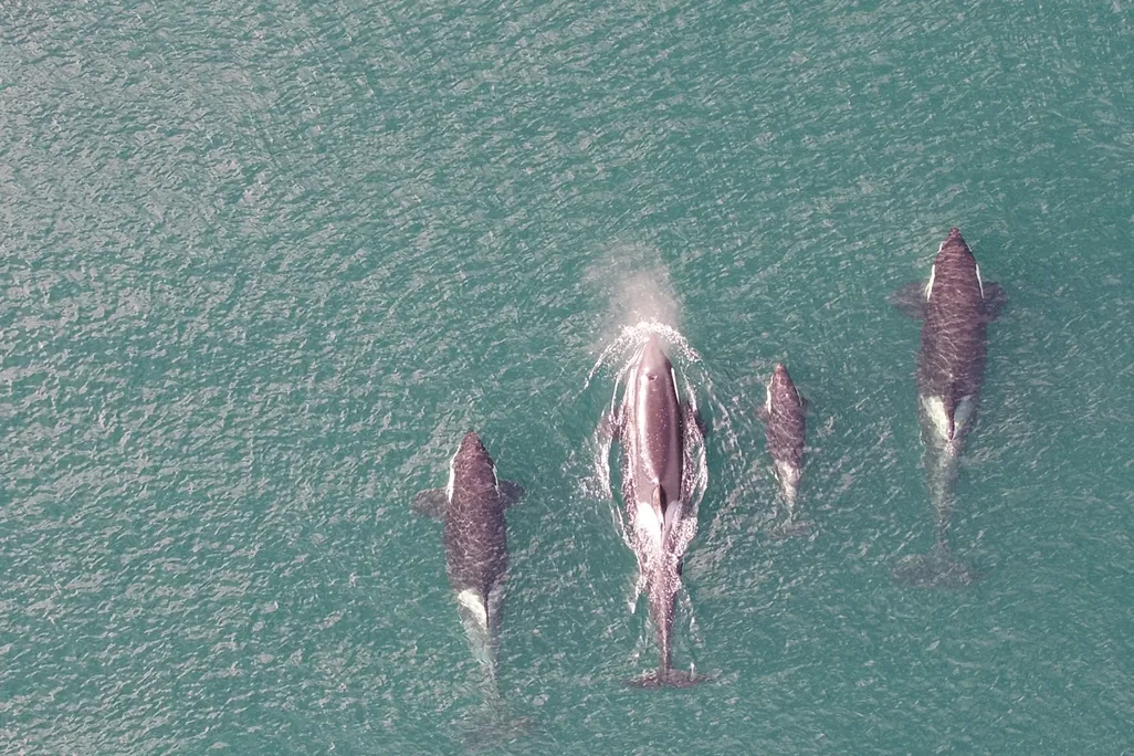 Orcas swimming in the ocean as seen from above