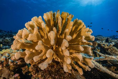 A healthy coral reef in the South Pacific. Coral reefs may migrate to new area as the climate warms.