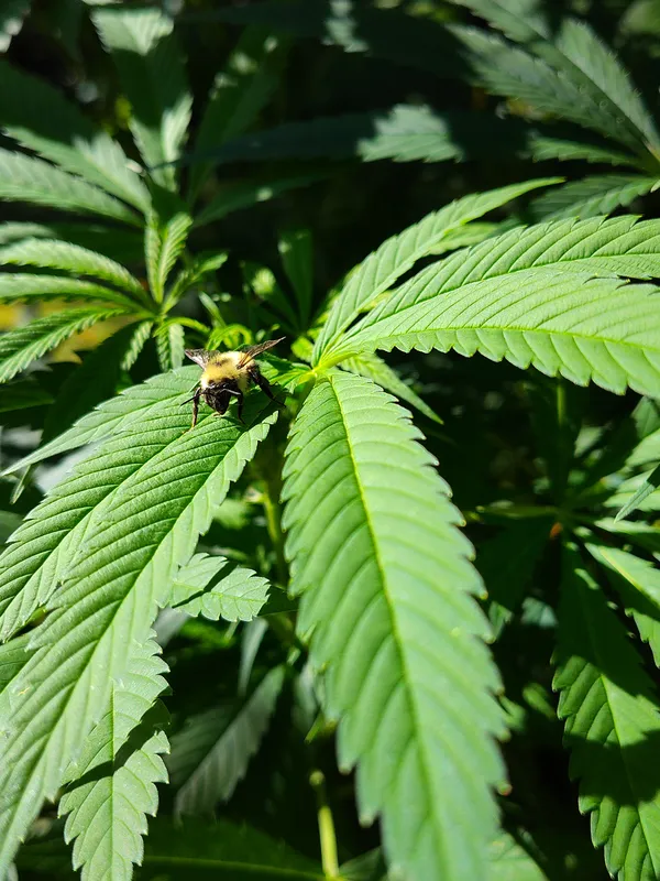 Natures helper. thumbnail