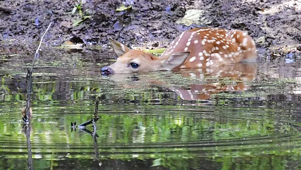 fawn cooling off thumbnail