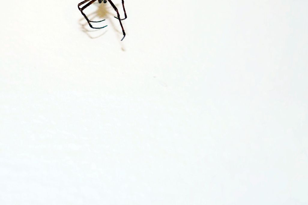 02_25_2014_spider.jpg