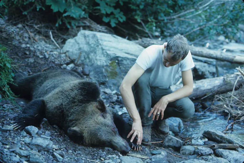Trout Lake Bear
