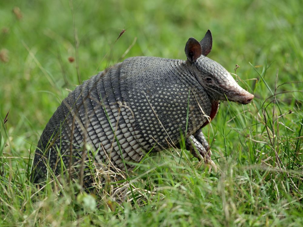 Armadillo