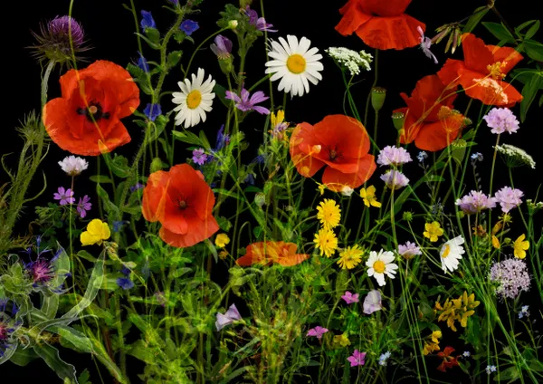 Study with Meadow Flowers (Montenero Val Cocchiara / Abruzzi Apennines, June 2024) thumbnail