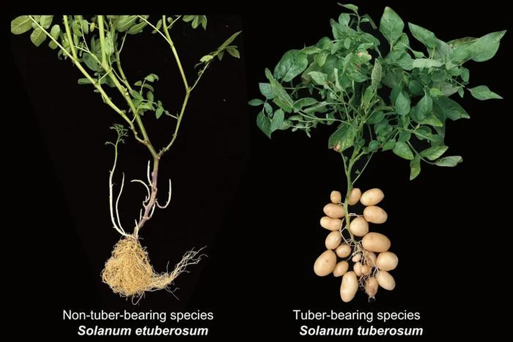 a figure showing tuber and non-tuber bearing species of potatoes