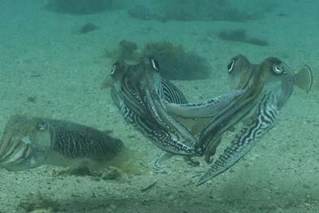 The female cuttlefish and her two angry suitors