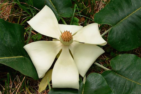 Perhaps Magnolia rzedowskiana should be renamed Magnolia interneta. 