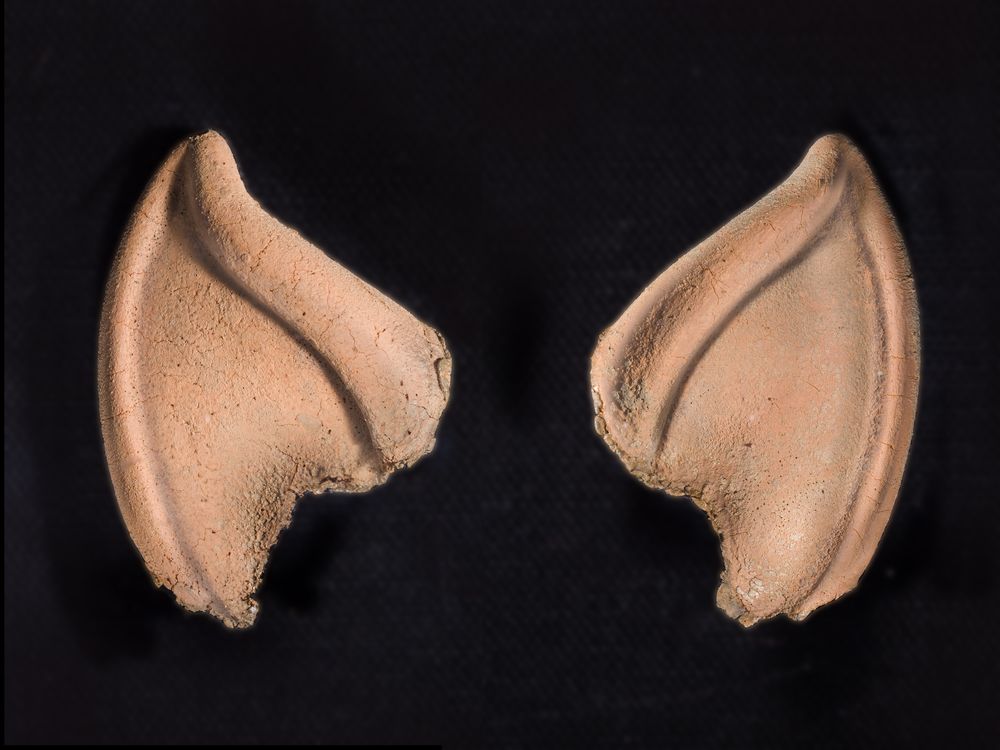 Prosthetic Spock ear tips against black background