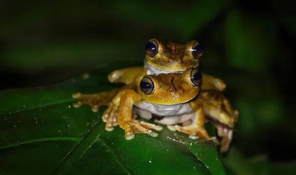 Mating Frogs thumbnail
