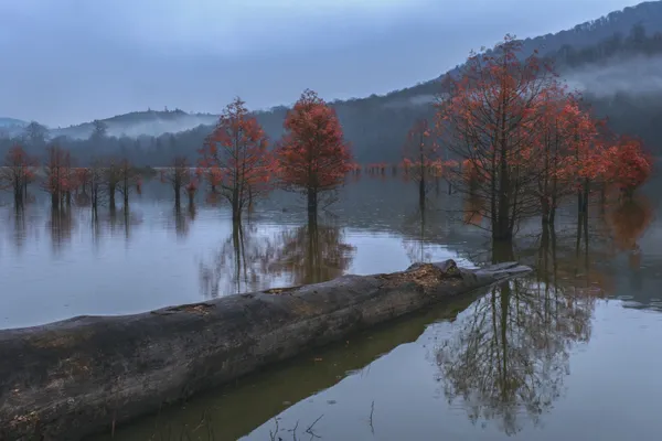 A lake in the jungle thumbnail