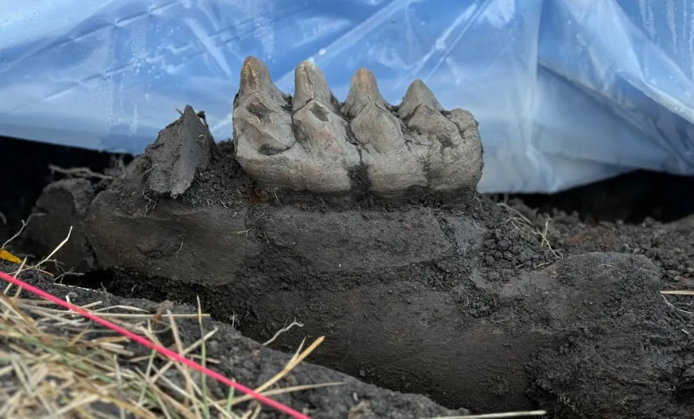 mastodon tooth