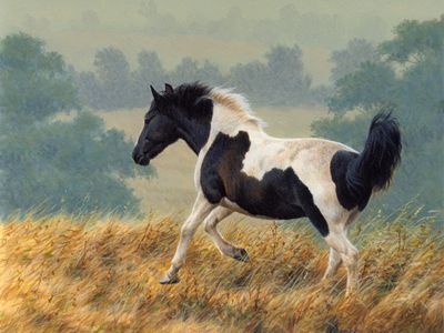 A piebald horse is usually called a pinto or paint in the U.S.