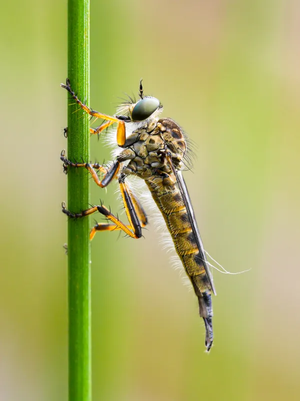 Slender Robber Fly thumbnail