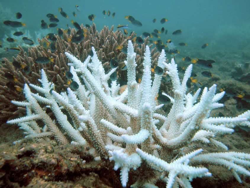 A white coral in the foreground, with a healthy brown coral behind it.
