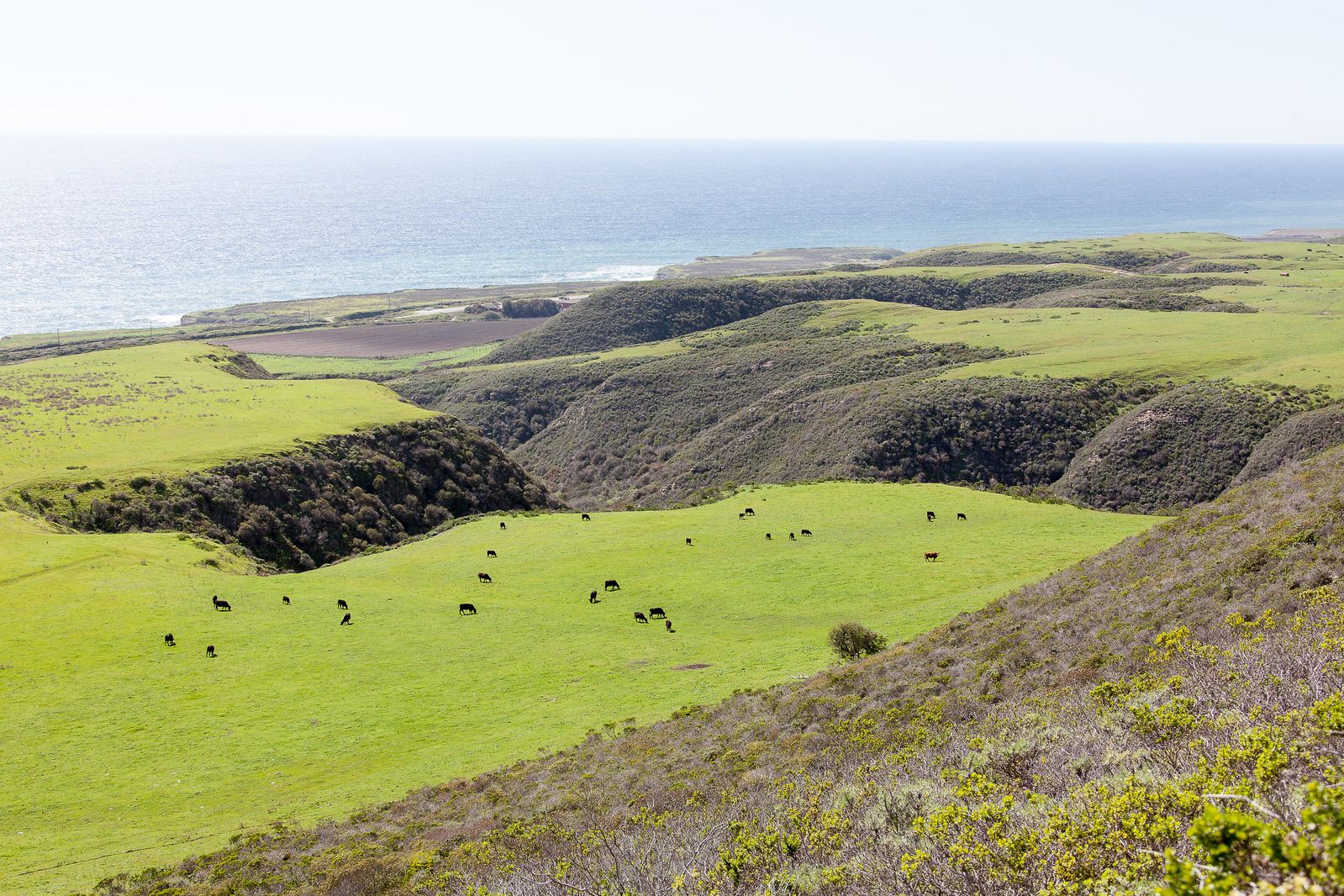 Harmony in the Hills: How Tech is Helping Cows, Hikers, and Bikers Share California's New National Monument