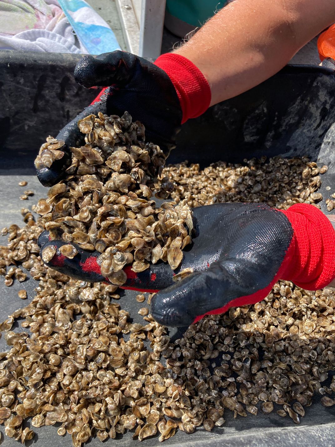North Carolina's Oyster Trail Aims to Give the Farmed Shellfish Industry a Boost