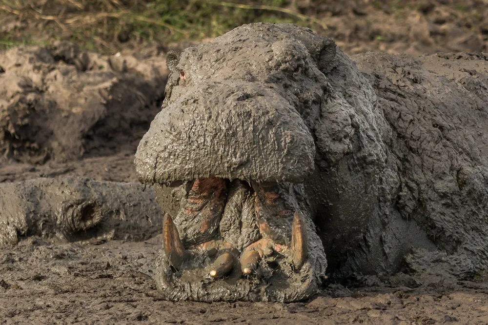 Muddy Yawn
If you took a quick look at the mud pile you might have missed what was actually there until something moved. Mostly submerged and covered in thick mud were about a dozen hippos just looking like mud covered boulders. But as we sat there watching the mud became alive with the sounds of snorts and farts and then one hippo popped up to make a big yawn.