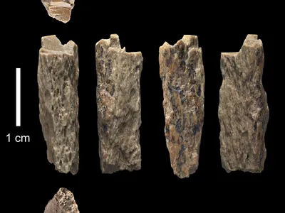 The tiny arm or leg fragment belonged to Denisova 11, a 13-year-old hybrid hominin