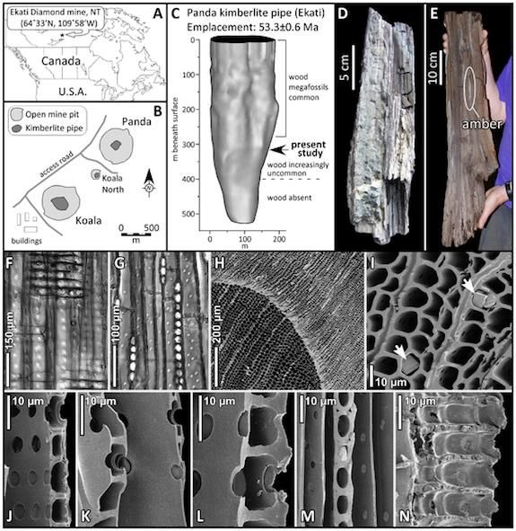 Images of the fossilized wood, and where it was found.
