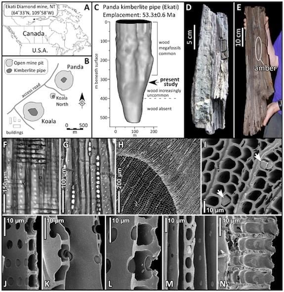 Images of the fossilized wood, and where it was found.